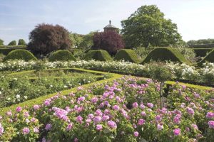 Houghton Hall, Walled Garden Rollercoaster Hedges and roses, Norfolk