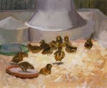 Artist Paul Alcock, 'Chicks', Norfolk Showground, Oil on board, 10x12in, £195